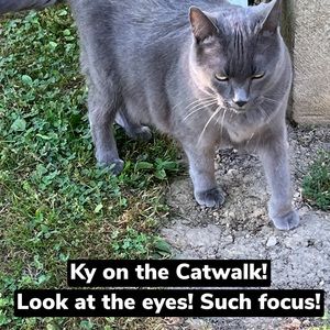 Share Show | Come Join Us Like This Post |CATSDRAGGEDITIN | Let’s Share & Sell